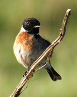 Stonechat - Copyright Allen Beechey